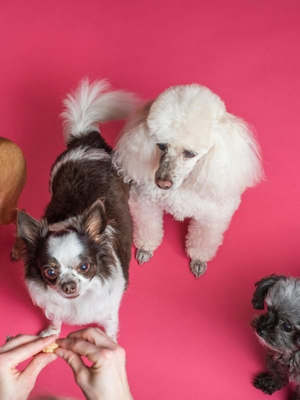 pexels-goochie-poochie-3299906